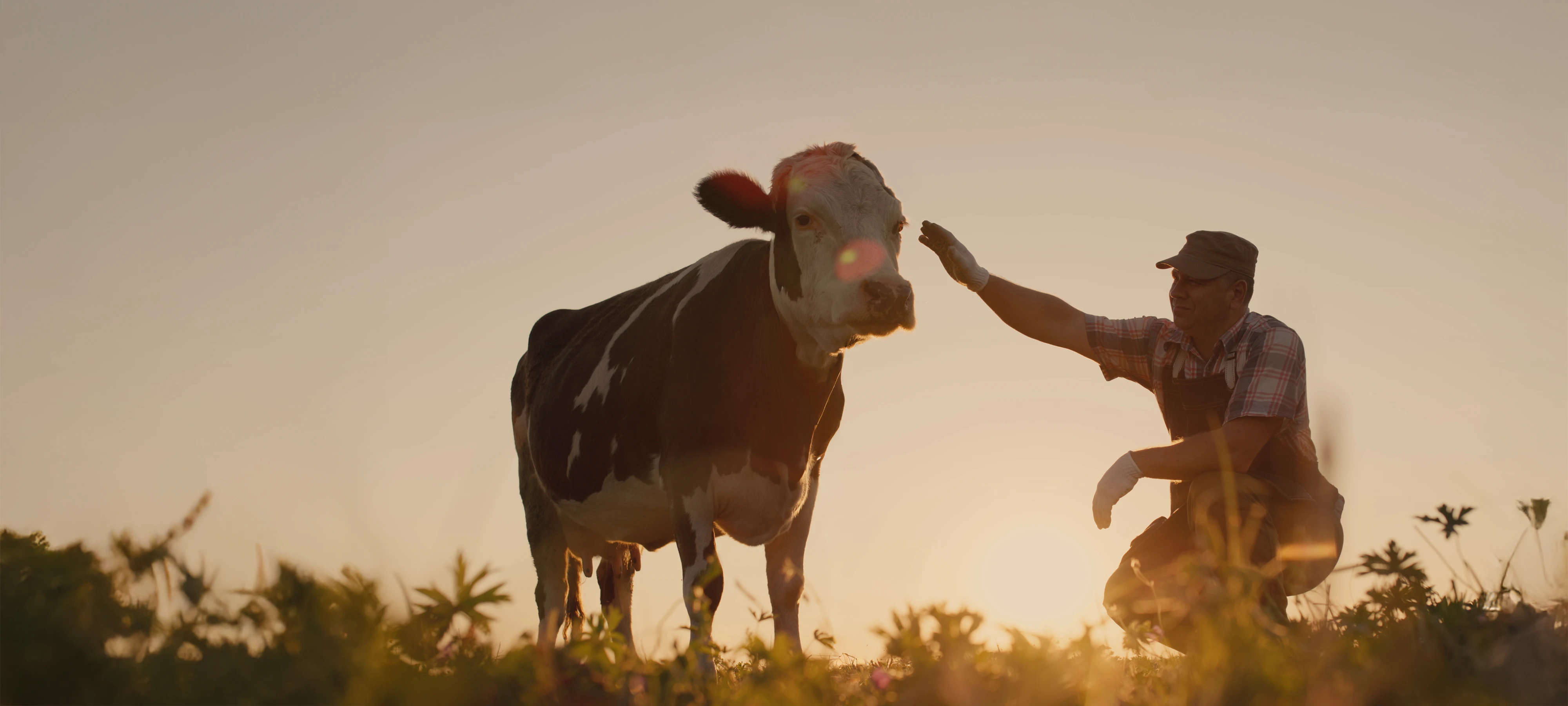 Ein Landwirt streichelt bei Sonnenuntergang eine Kuh auf einer Wiese.