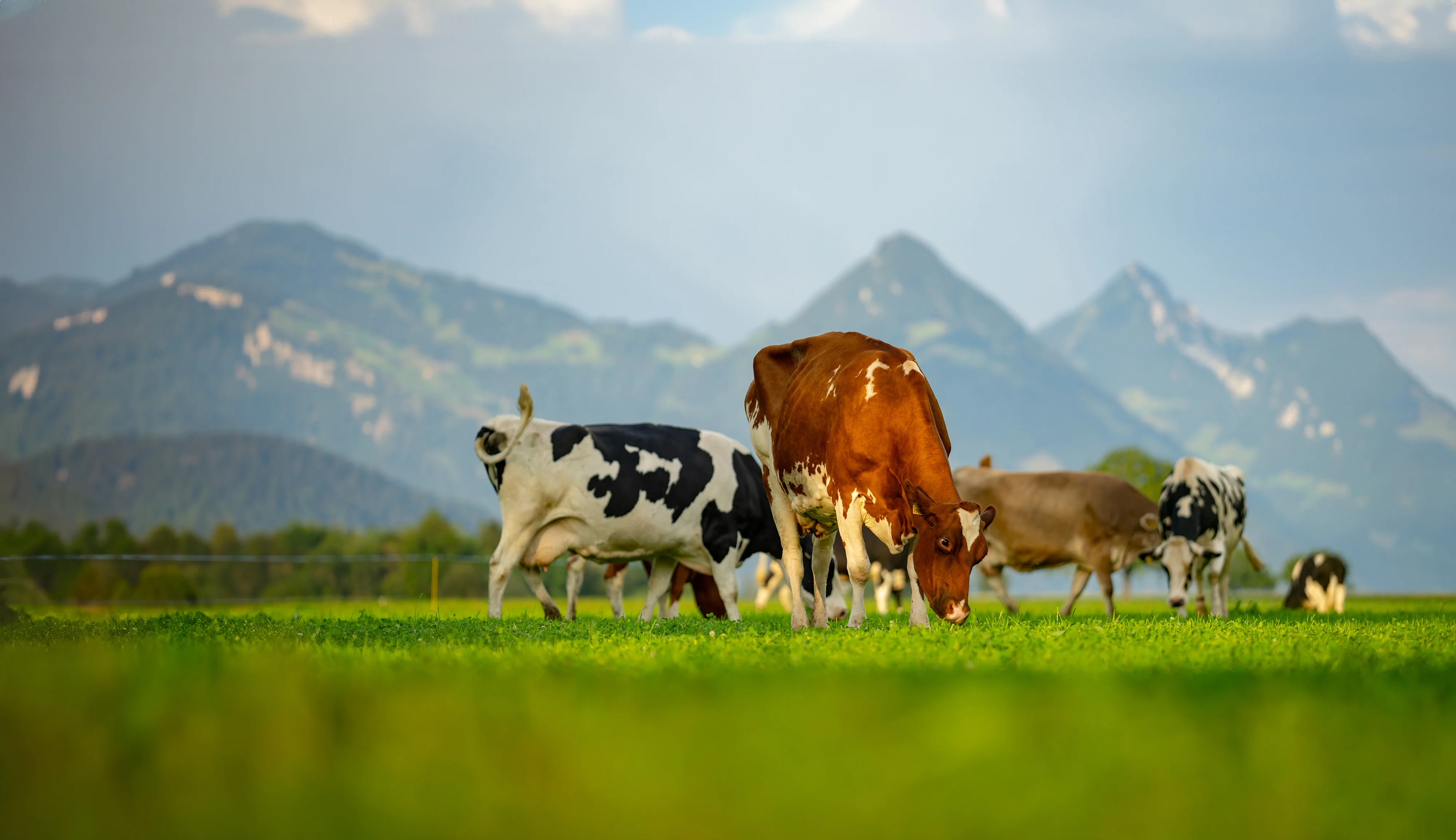 Mehrere Kühe weiden auf einer grünen Wiese vor einer Berglandschaft.