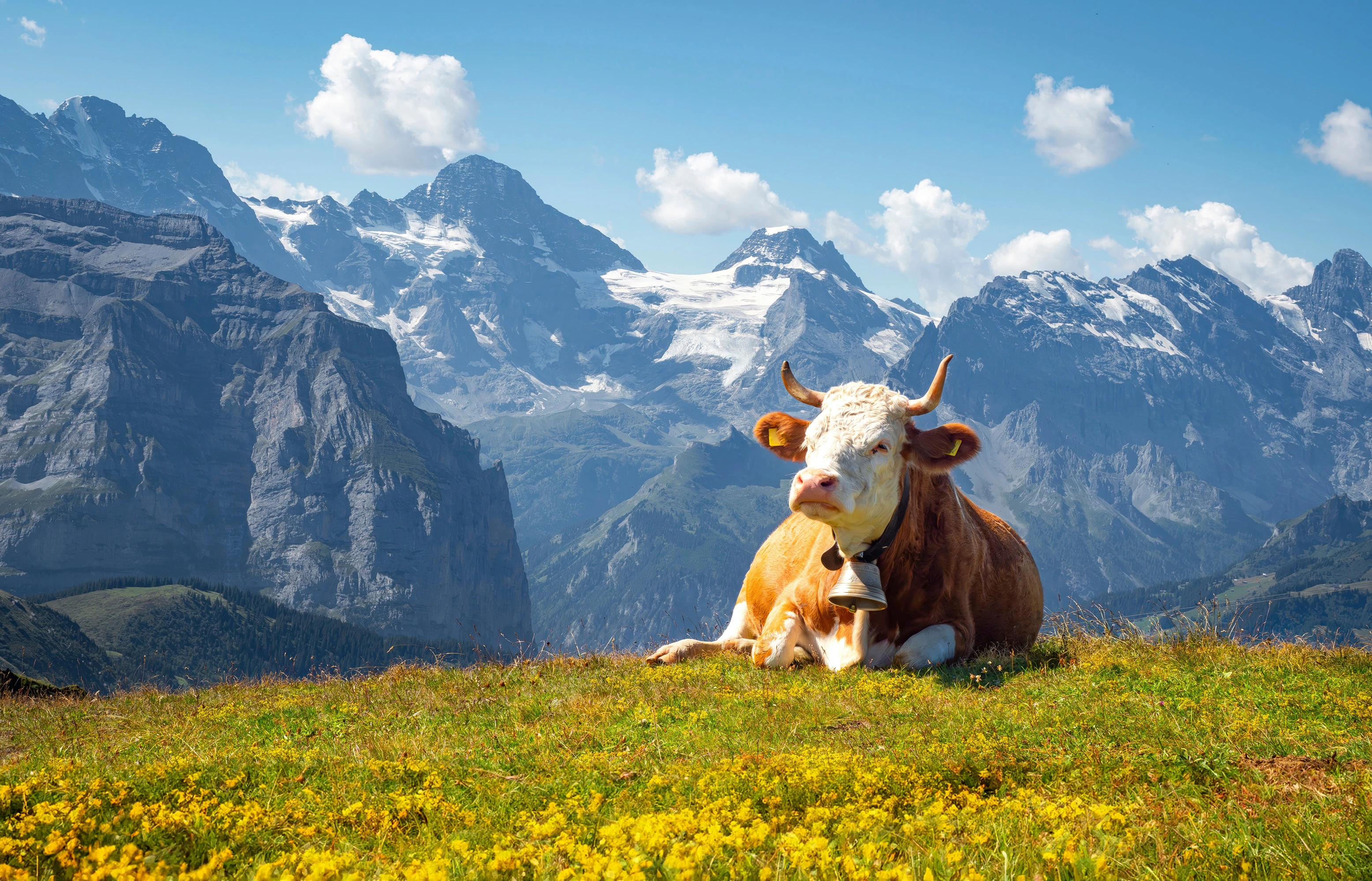 Eine braun-weiße Kuh liegt auf einer Almwiese mit Blick auf schneebedeckte Berge.